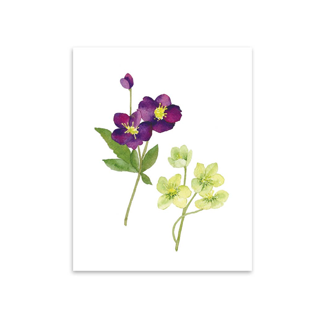 Kathryn Voss Design - Wholesale Art Print - Hellebore Art Print1