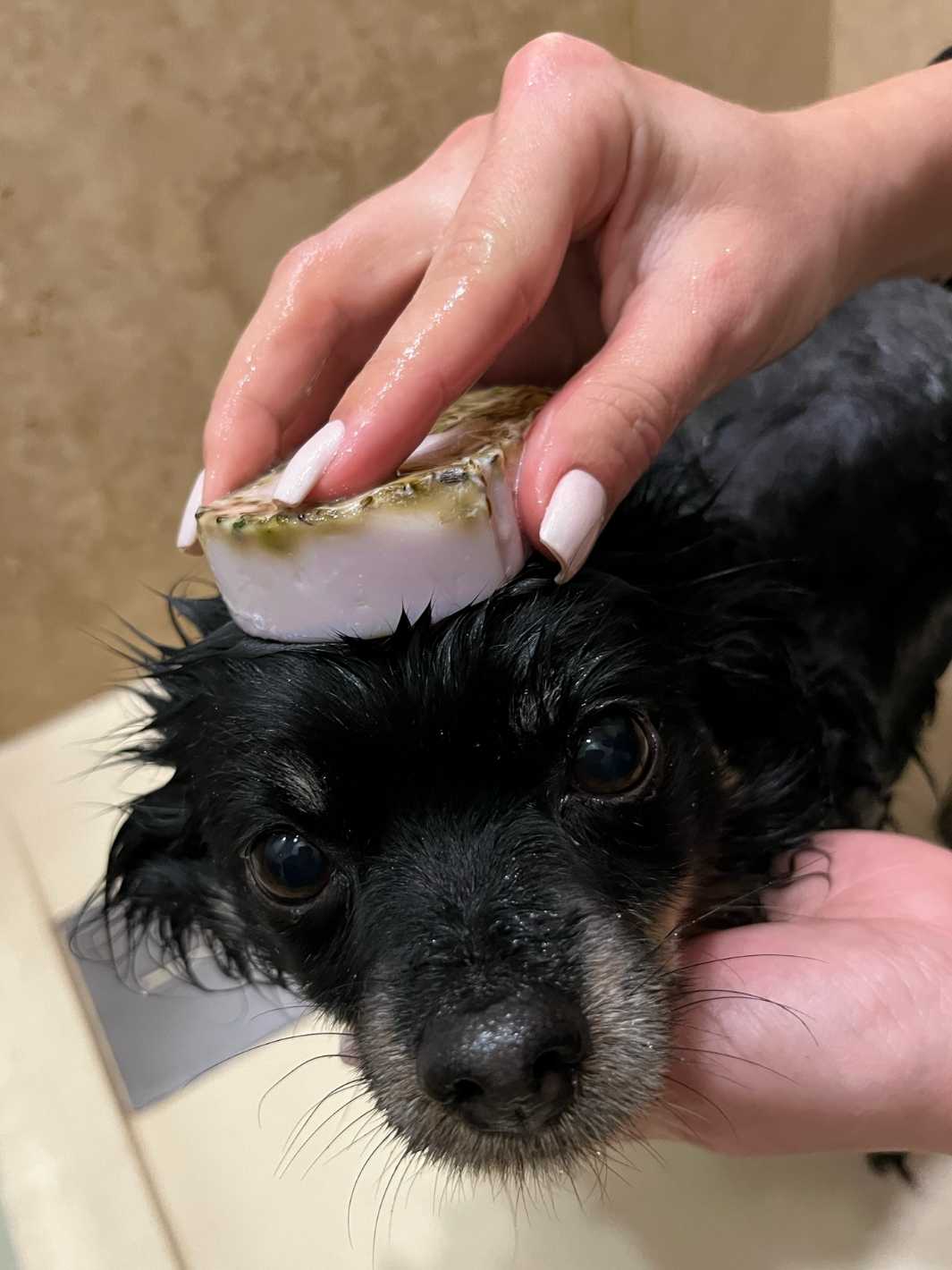 Truffe Délice - Wholesale Pet Shampoo - Dog - Dog flea shampoo3