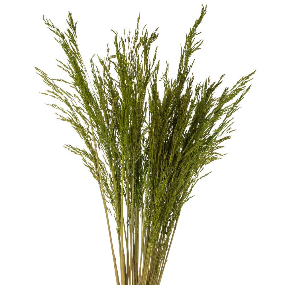 Dried Decor - Wholesale Dried/Pressed Flowers - 36" Congo Grass, 8 oz Bundle | 30 Bunches | Green1