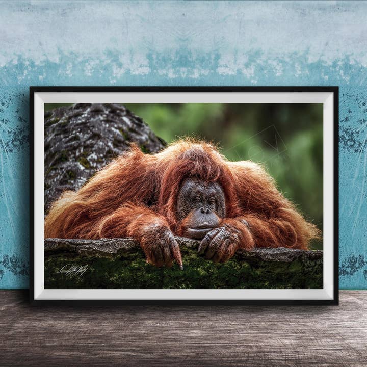 Orangutan Print - Colorful Jungle - Canvas for wholesale by Clifton Haley Photography