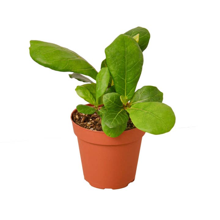 House Plant Wholesale WEST - Wholesale Live Plant - Ficus Lyrata 'Fiddle Leaf Fig'