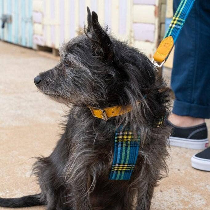 Hiro + Wolf - Vente Collier – chien - Shuka Collier pour chien Bleu3