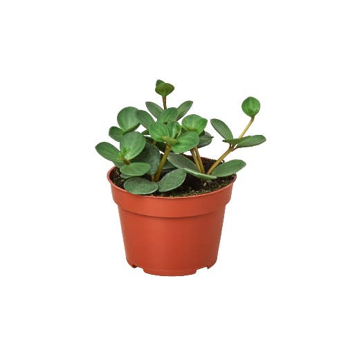 House Plant Wholesale - Wholesale Live Plant - Peperomia 'Hope'