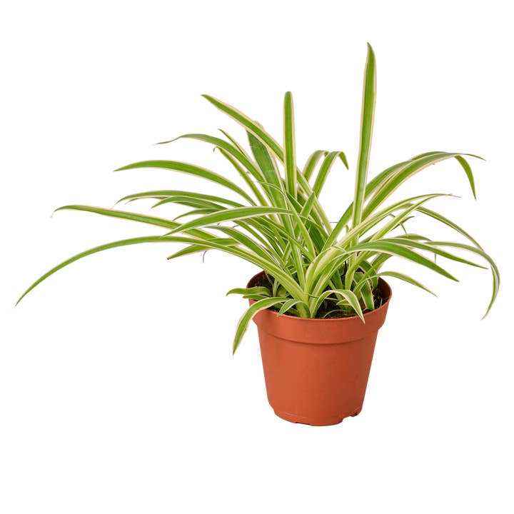SPIDER REVERSE 4-inch for wholesale by House Plant Wholesale