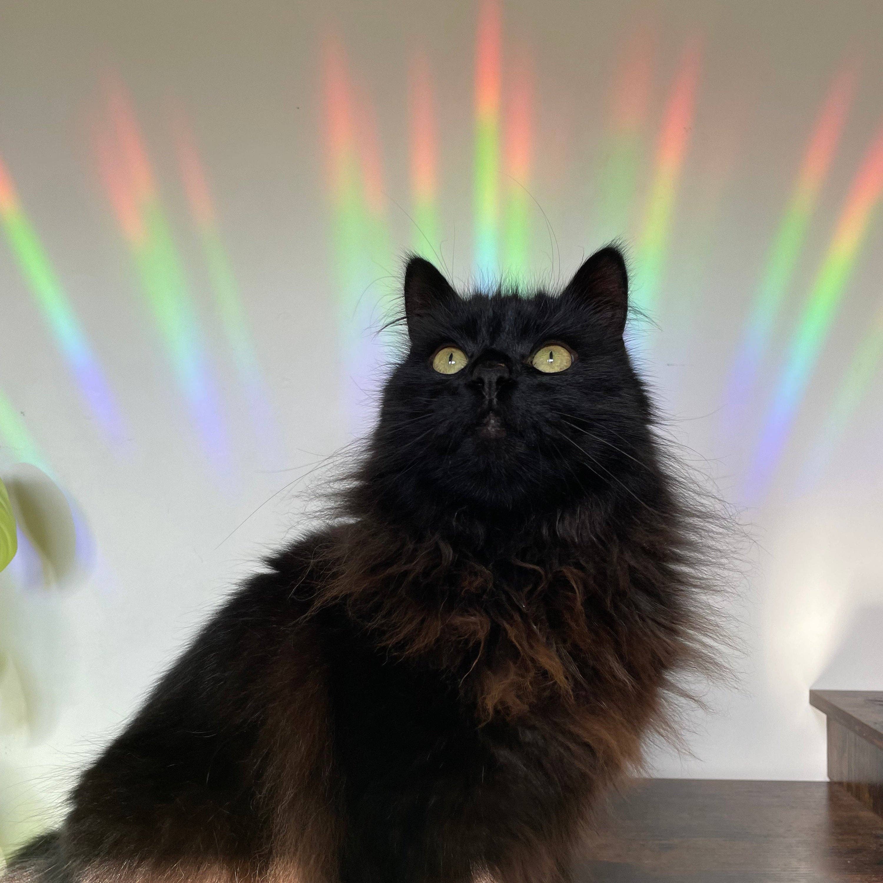 Ferne Creative - Wholesale Suncatcher - Magpie Suncatcher Window Sticker1