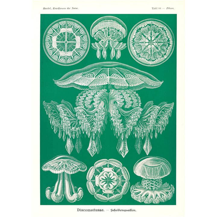 Discomedusae II - Green Jellyfish, by Ernst Haeckel for wholesale by Rock Paper Scissors Wall Art