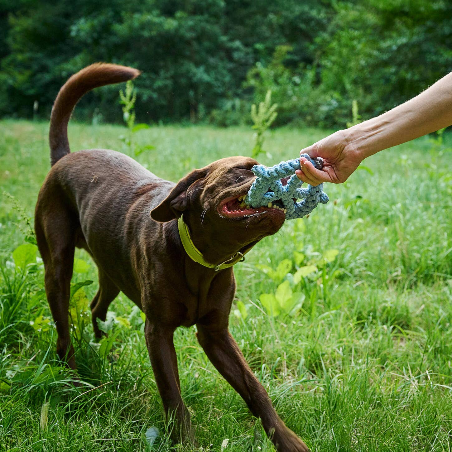 LABONI - Volentis GmbH - Wholesale Pet Rope Toy - Dog - SKIPPER – A Fresh Breeze of Fun2
