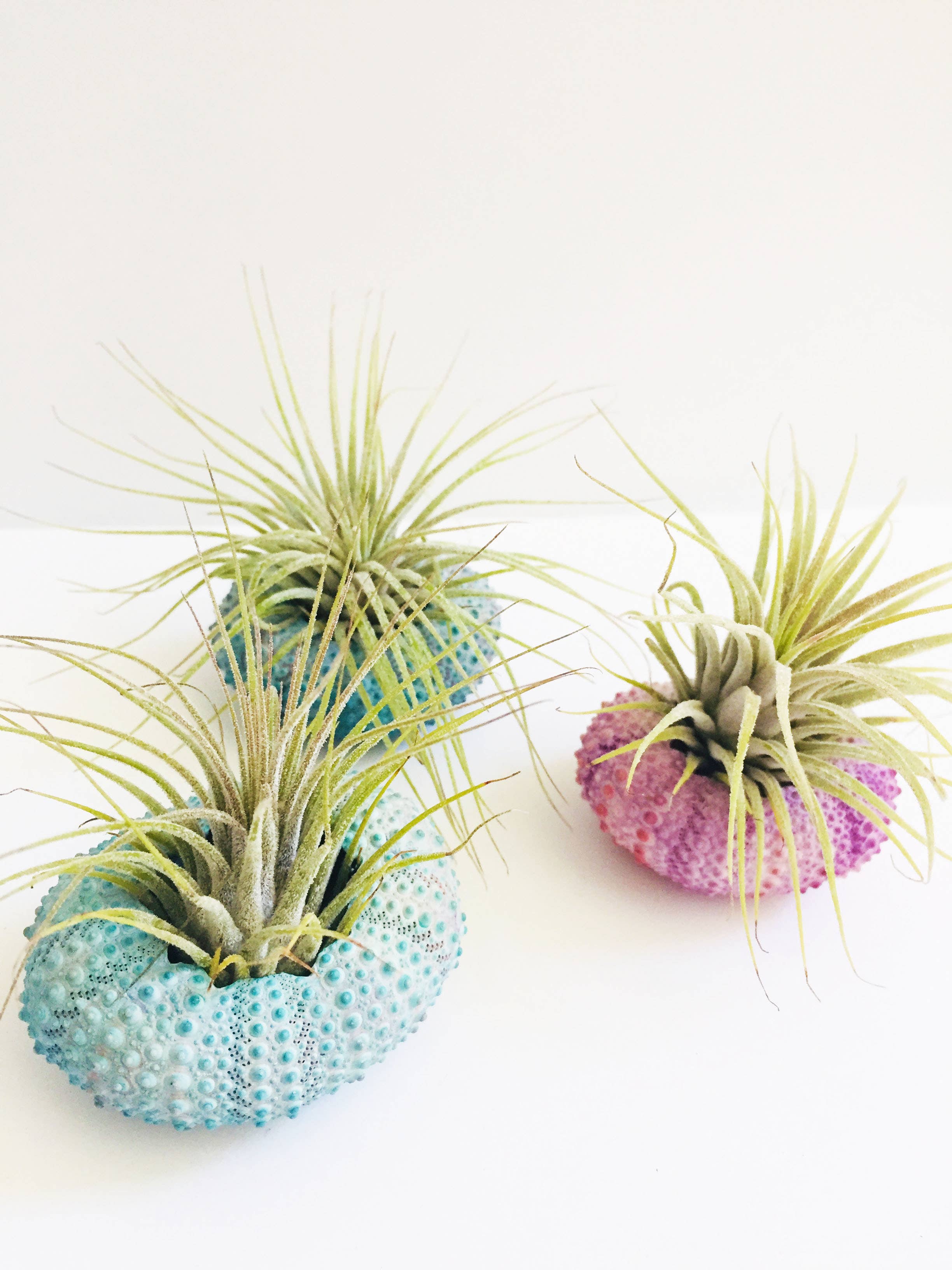 Mahalo Market - Wholesale Indoor Pot - Air Plant + Urchin Shell Holder- Indoor planter0