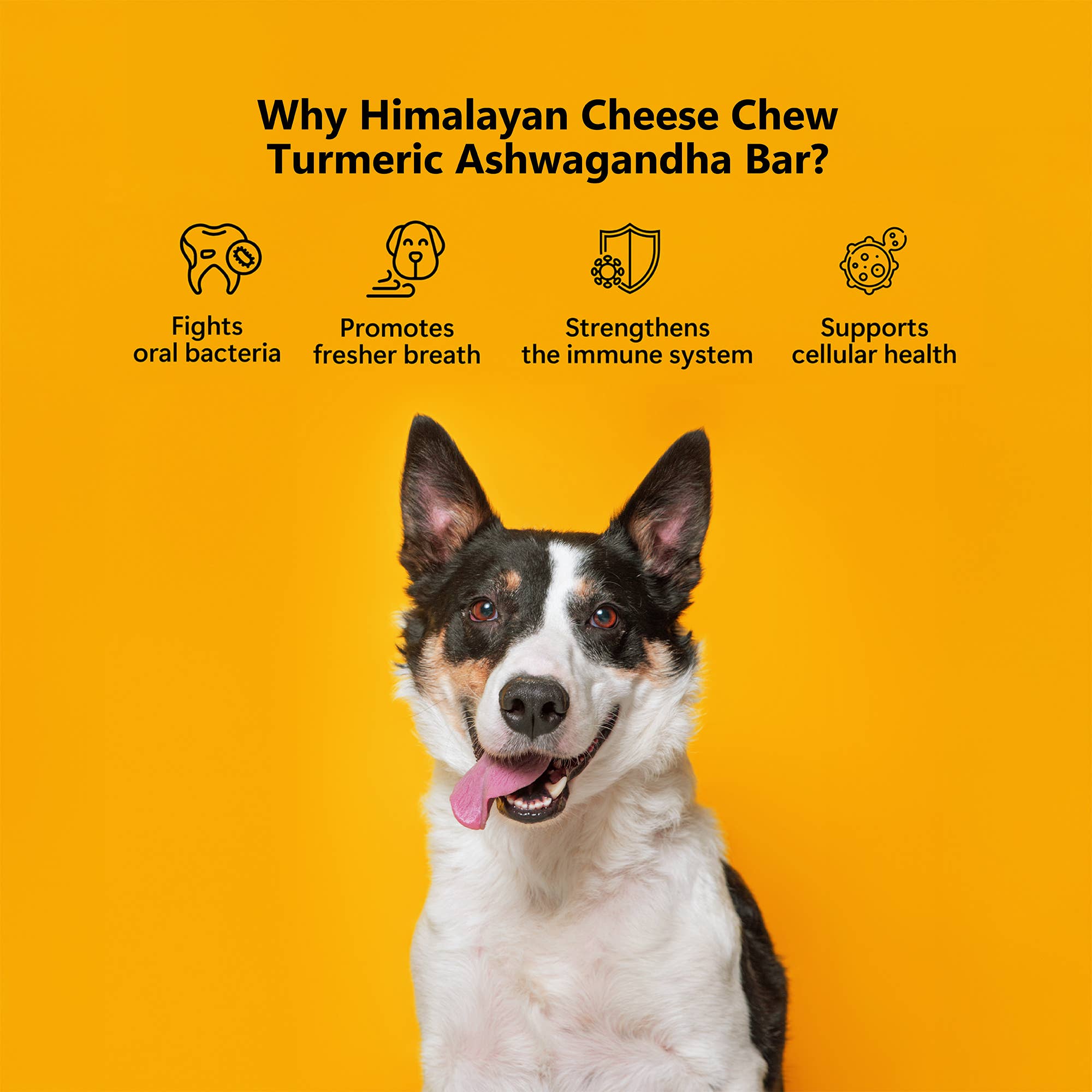 Pawfect Foods - Vente Friandises – chien - Friandises au fromage de l'Himalaya Pawfect avec curcuma et ashwagandha pour chiens|Bâtonnet dentaire 100% naturel|Nettoie les dents|Aide à éliminer la plaque et le tartre|Sans céréales|Mâche longue durée|Lot de 33