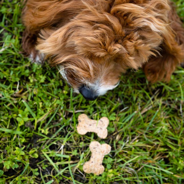 BrewBix - Wholesale Pet Treats - Dog - 3kg BrewBix Peanut Butter Dog biscuits TRIAL bulk box 3