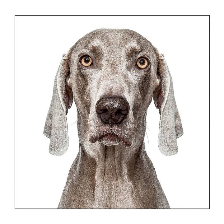 GRUFFPAWTRAITS - Wholesale Everyday Greeting Card - Weimaraner - Dog Greeting Card 3