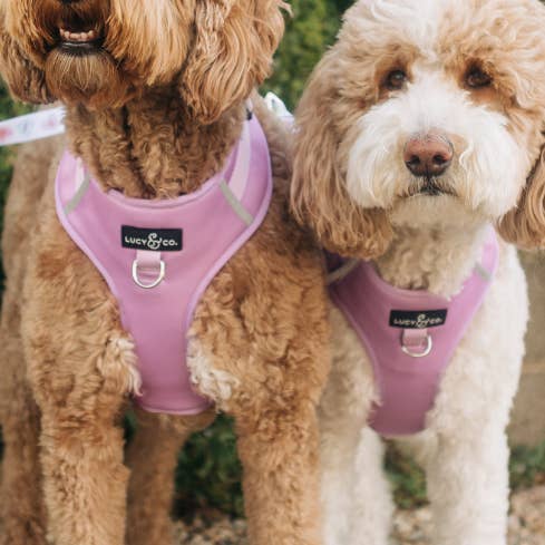 Lucy & Co. - Wholesale Pet Harness - Dog - Bouquet No-Pull Harness1