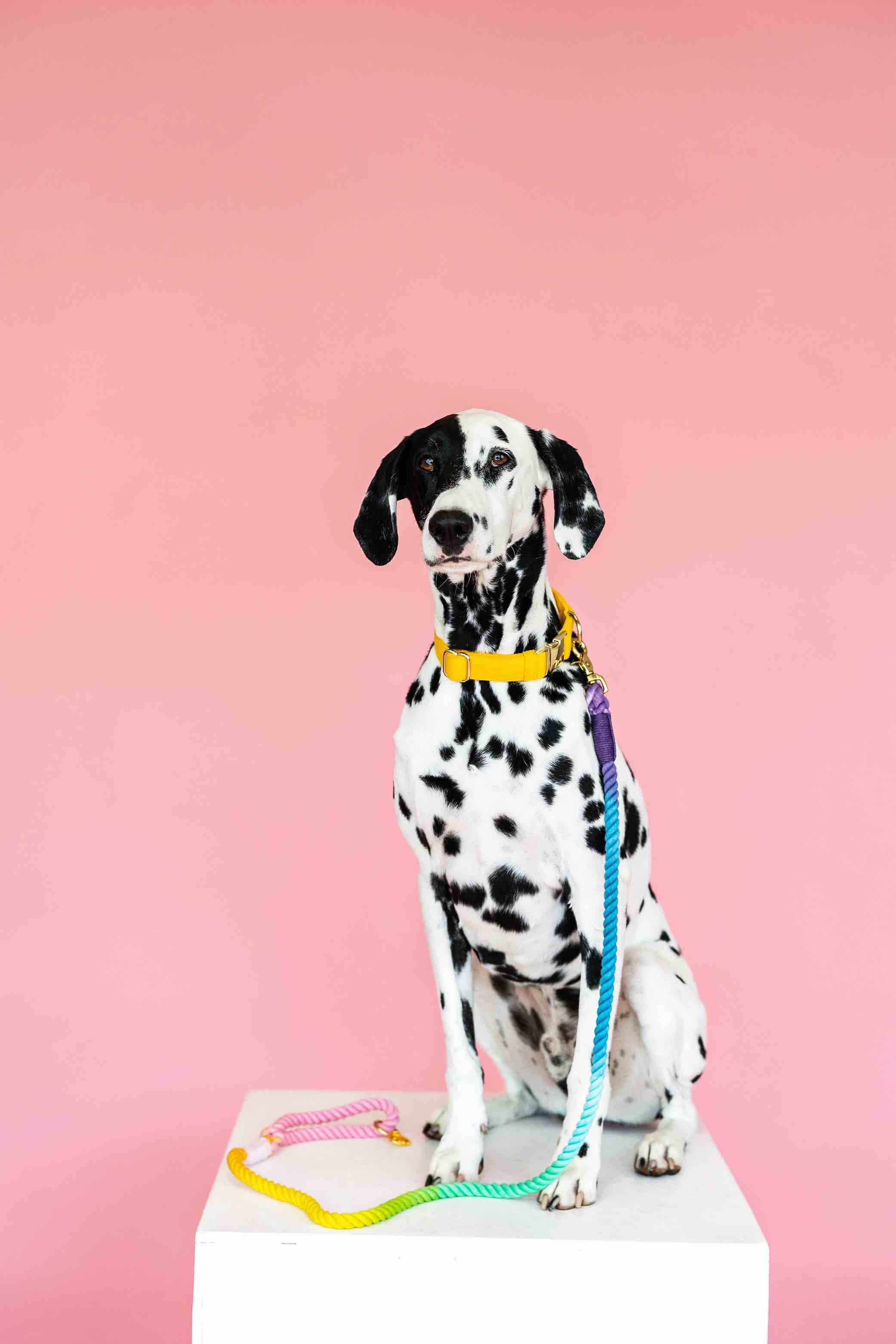 Pink Papyrus | Premium, Durable, & Stylish Dog Products - Wholesale Pet Leash - Dog - Rope Leash MEGA Bundle | Dog Leash Pack | Dog Lead Bundle 4