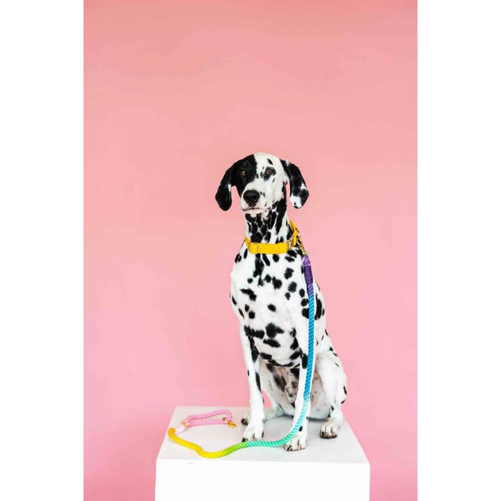 Pink Papyrus | Premium, Durable, & Stylish Dog Products - Wholesale Pet Leash - Dog - Rope Leash MEGA Bundle | Dog Leash Pack | Dog Lead Bundle 4