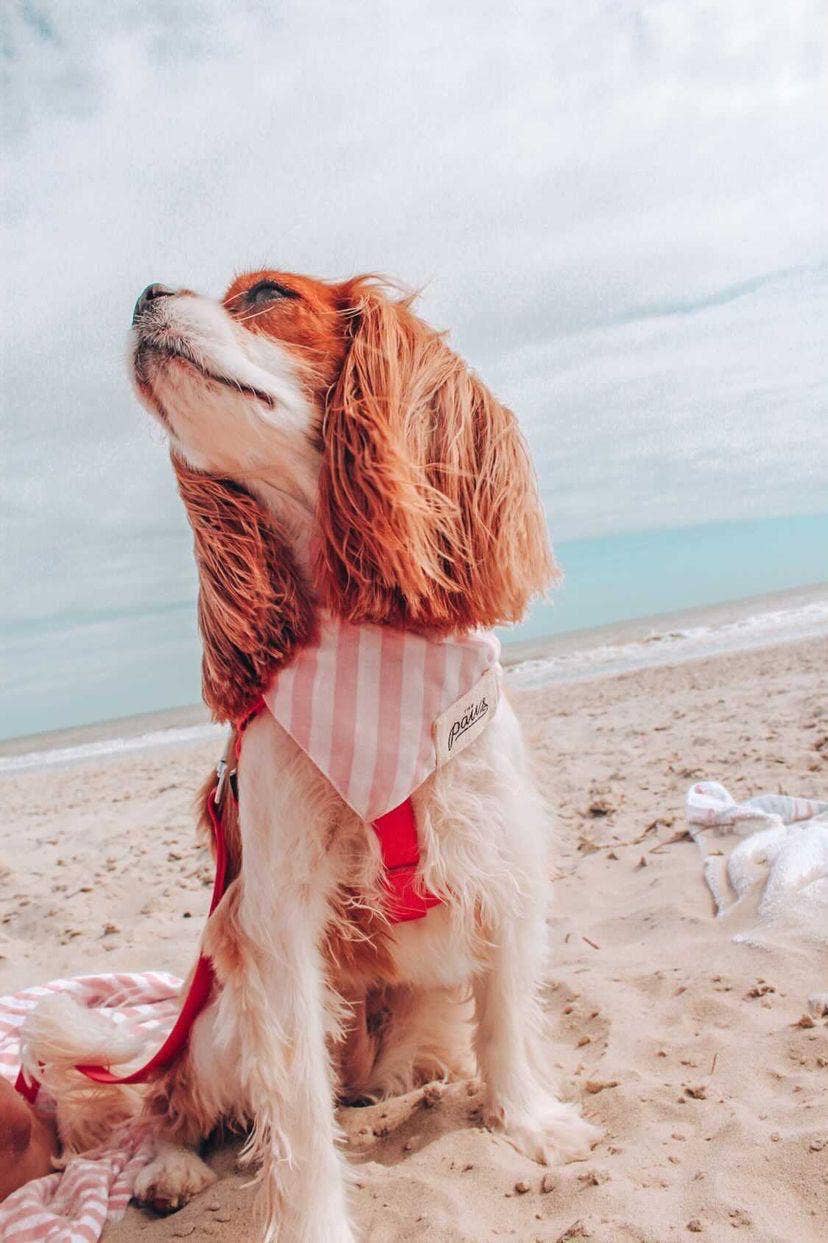 The Paws - Vente Bandana – chien - Bandana pour chien Cabana rose blush1