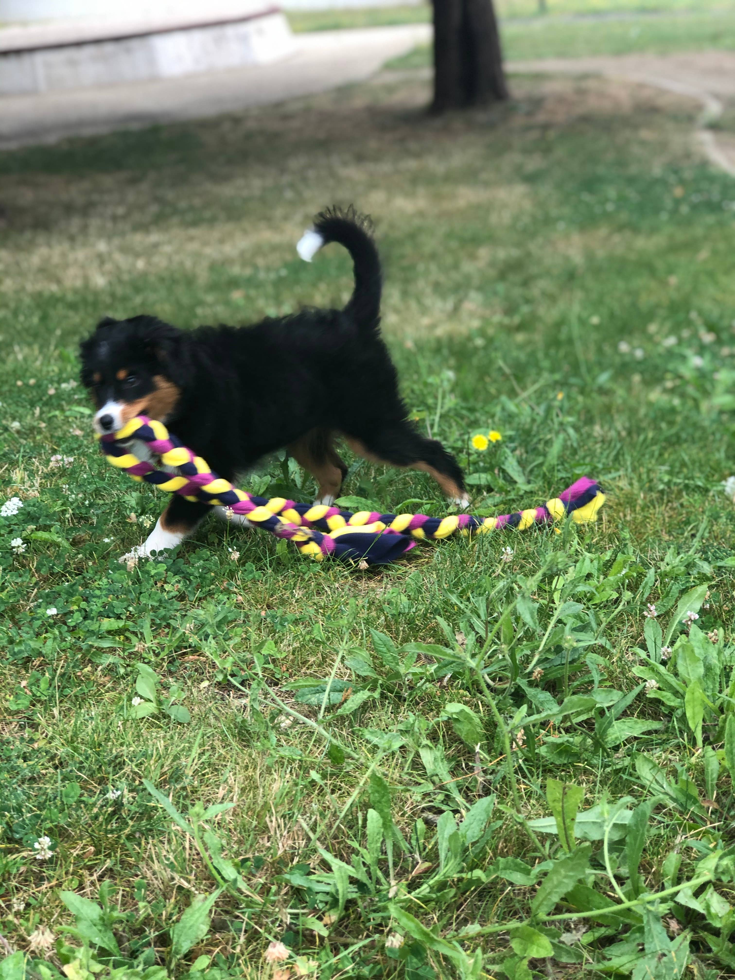 TUGS DE WOUFS EN FOLIE - Wholesale Pet Rope Toy - Dog - Fleece long braid tug for dog3