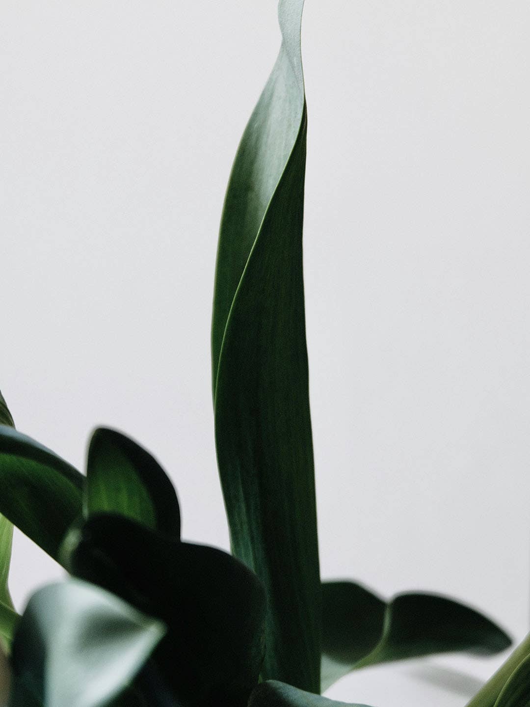 Olivia Fragrances – wholesale Doftpinnar – Påfyllning doftspridare 500 ml Vert du clerc1