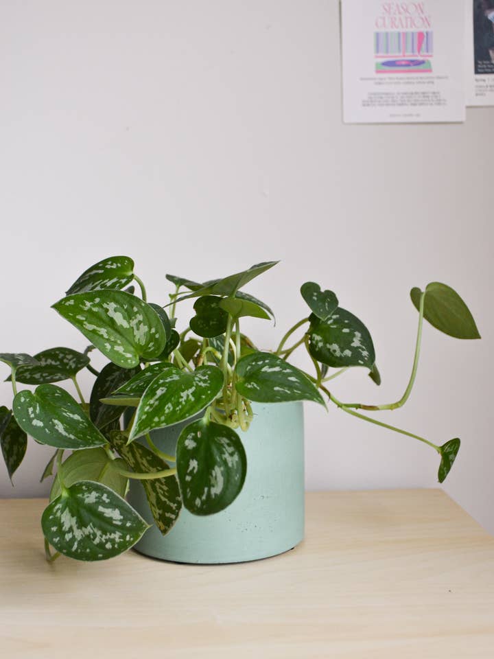 4" Solid Color Planter with Drainage for wholesale by LindaMakess