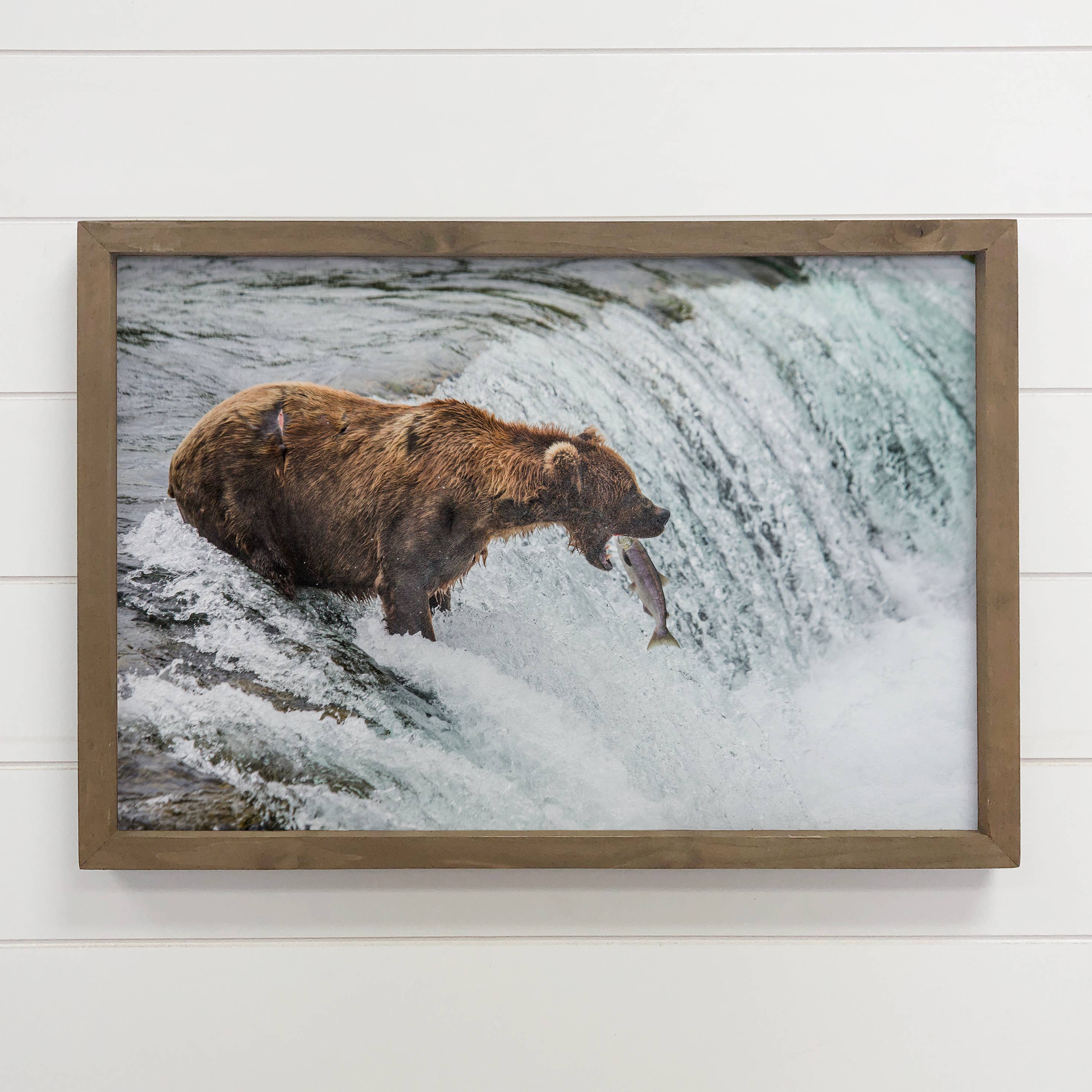 Hangout Home - Wholesale Art Print - Bear Catching Salmon - Wildlife Photography - Wood Framed0