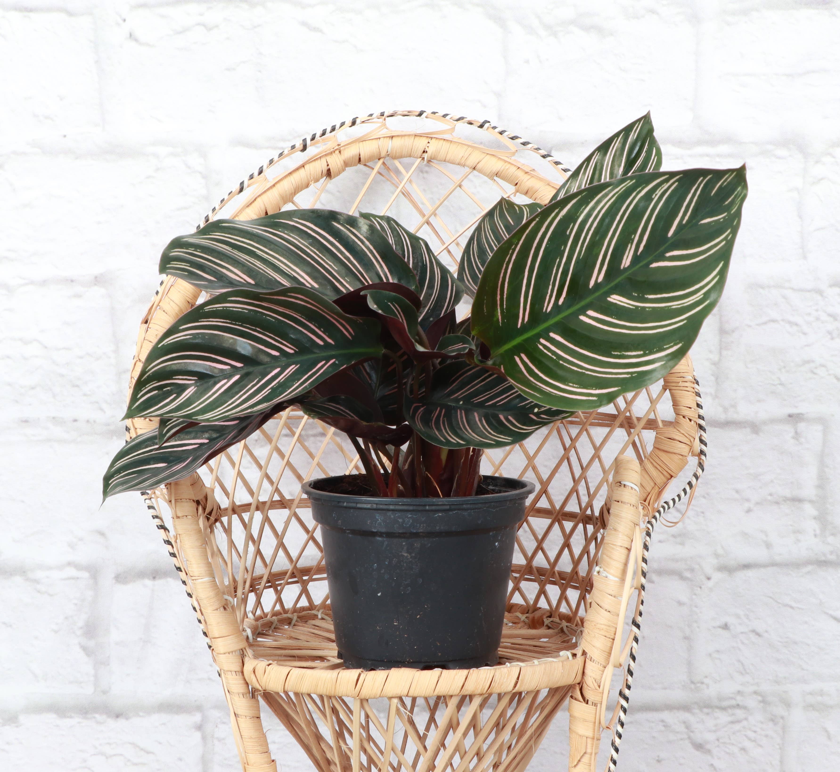 Thorsen's Greenhouse - Wholesale Live Plant - Calathea Pink Pinstripe - 4" Live Plant1