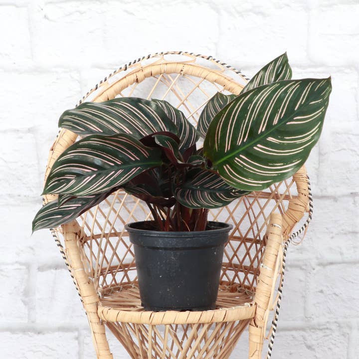 Thorsen's Greenhouse - Wholesale Live Plant - Calathea Pink Pinstripe - 4" Live Plant1