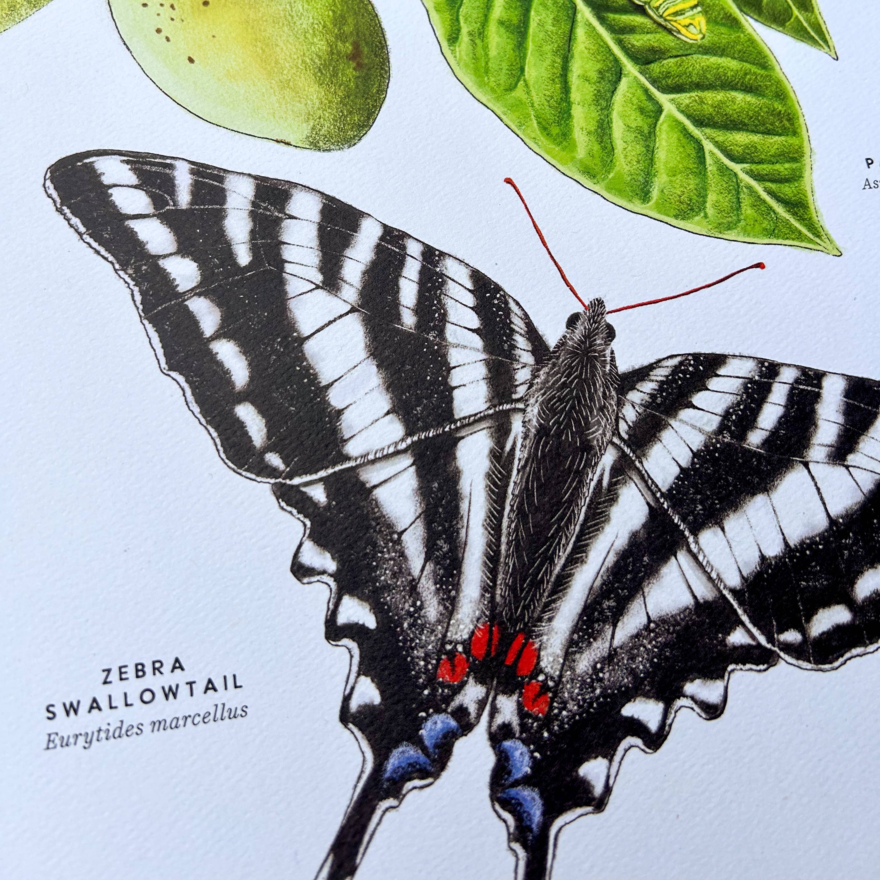 Moss and Mineral - Wholesale Art Print - Zebra Swallowtail Butterfly and Paw Paw, Botanical Illustrat6
