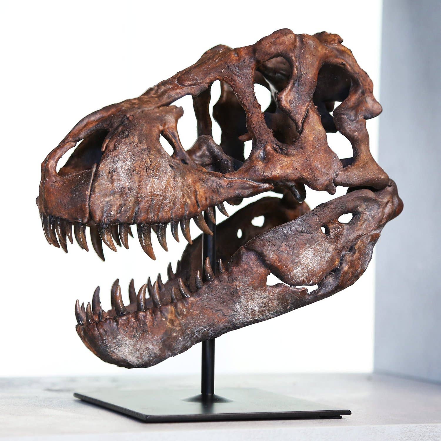 Curated Studio – wholesale Dekorativt bordsobjekt – 3D-modell och stativ av Tyrannosaurus Rex-skalle1