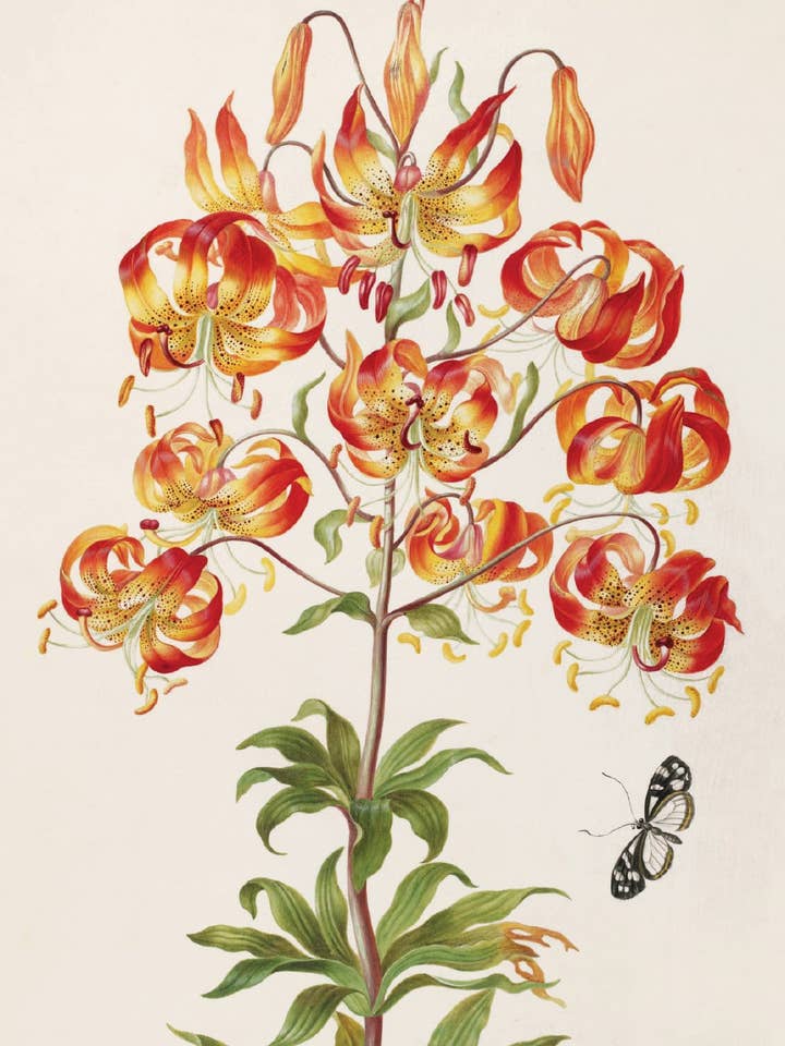 Postcard Tiger Lily with a Butterfly (240948) for wholesale by The Knowledge of Things by Catch Publishing