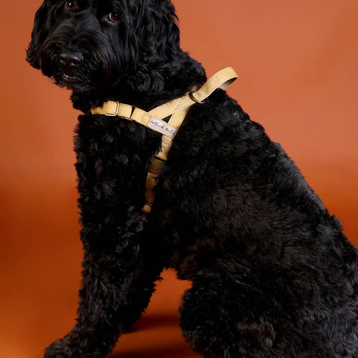 Outback Tails - Wholesale Pet Harness - Dog - Waxed Canvas Dog Harness - Yellow3