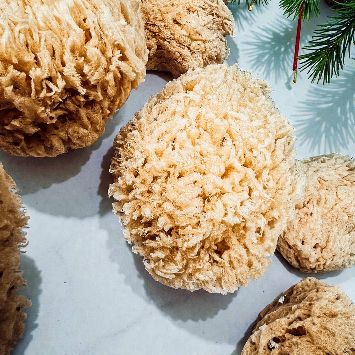 Gia Roma - Wholesale Bath Pouf/Sponge - Dead Sea Sponge, All Natural Body Wash Loofah 4-5"30