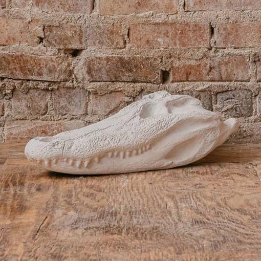 Alligator Skull for wholesale by House Parts, Inc.