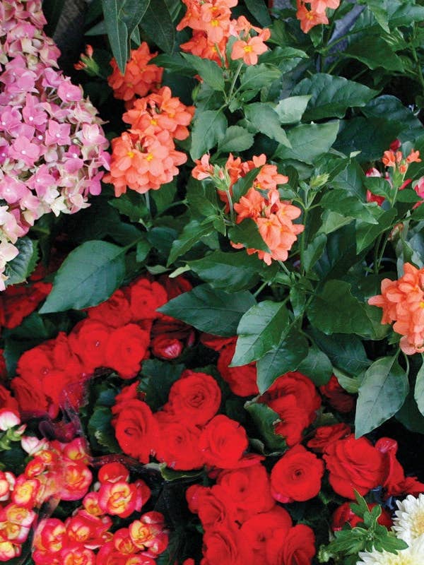 Q129 - Ortensie e amici per la vendita all'ingrosso da parte di Stonehenge Designs