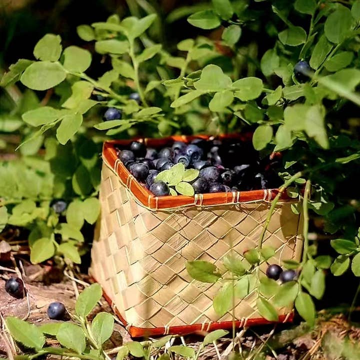 Nordic native pristine - Vente Supplément oral/vitamine - Méga vitamine pour les yeux à la myrtille19