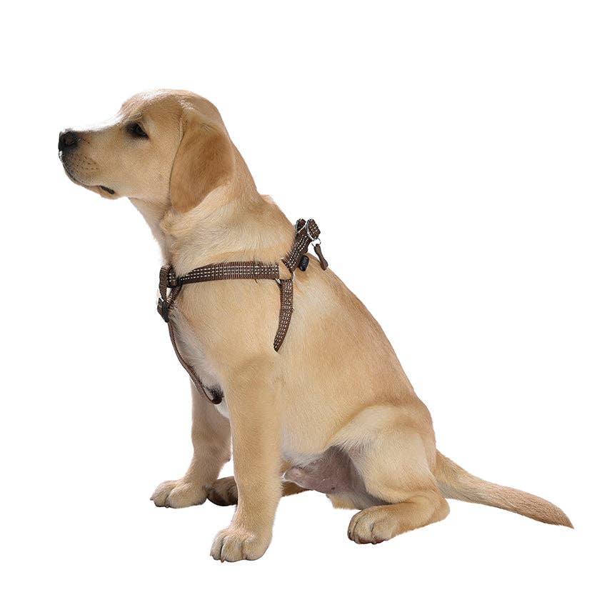 Croci - Vendita all'ingrosso Pettorina - Cani - Bobby Safe Pettorina per Cani8