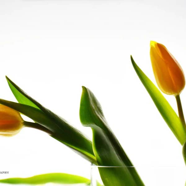 The Tell Off - Boxed Notecard Set for wholesale by Kelly Johnson