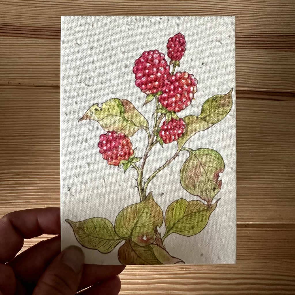littleoneusa - Wholesale Everyday greeting card - Raspberry Greeting Card Plantable Wildflower Herb Seed Card1