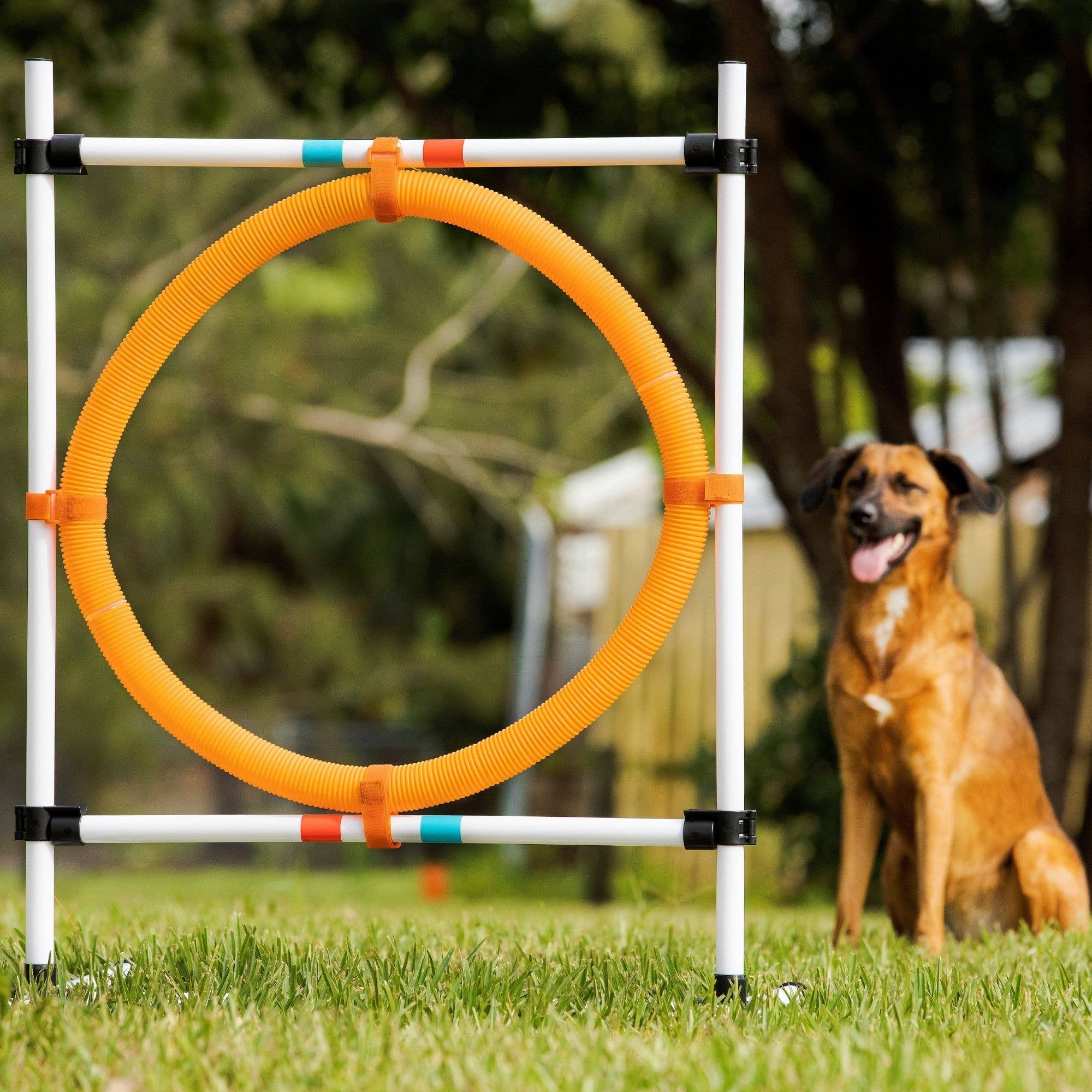 Midlee Designs - Wholesale Pet Agility Weave Pole - Dog - Midlee Dog Agility Hoop Jump7