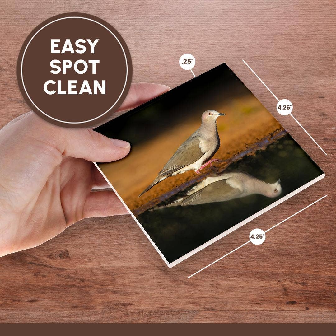 3dRose - Wholesale Coasters - 3dRose, White-tipped dove, Leptotila verreauxi by pond., Coaster6