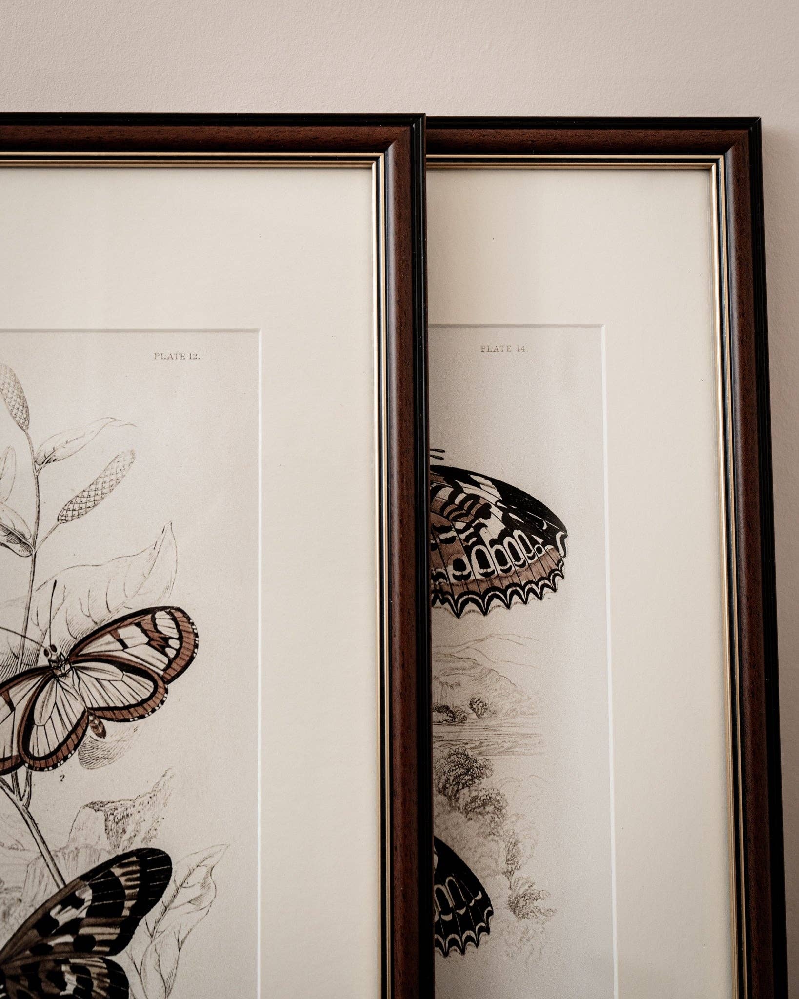 Coultura - Wholesale Gallery Wall Set - Framed Set of Six Vintage Butterfly Art Prints (Classic Teak Frame Collection)16
