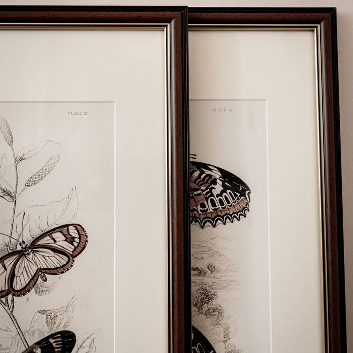 Coultura - Wholesale Gallery Wall Set - Framed Set of Six Vintage Butterfly Art Prints (Classic Teak Frame Collection)16