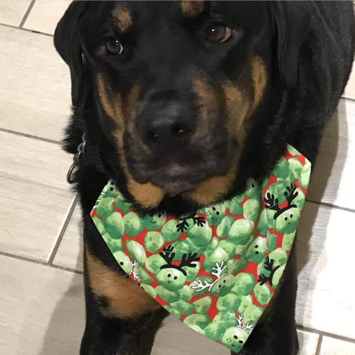 Storms Style - Vente Bandana – chien - Bandanas pour animaux de compagnie Christmas Sprouts - Chien et chat4