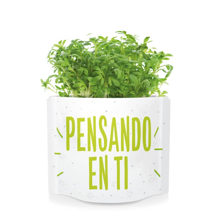 Garden Pocket – wholesale Frön – DU - TÄNKER PÅ DIG - GRODDA RUCCOLA