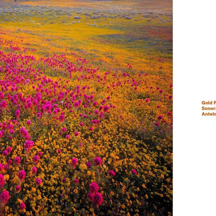 Familius, LLC - Wholesale Nature & Outdoors - Superbloom3