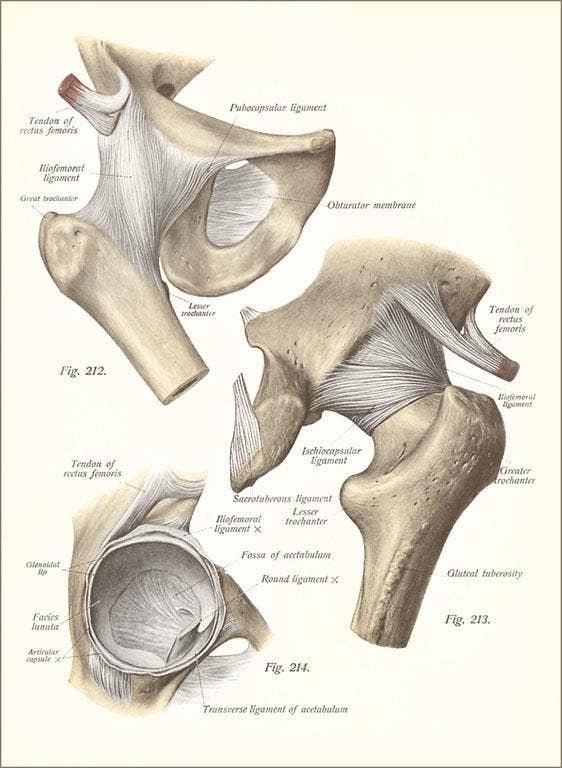 Found Image Press - Vente Assortiments de papeterie/cartes - Carte de vœux AY-138 Os de l'articulation de la hanche0