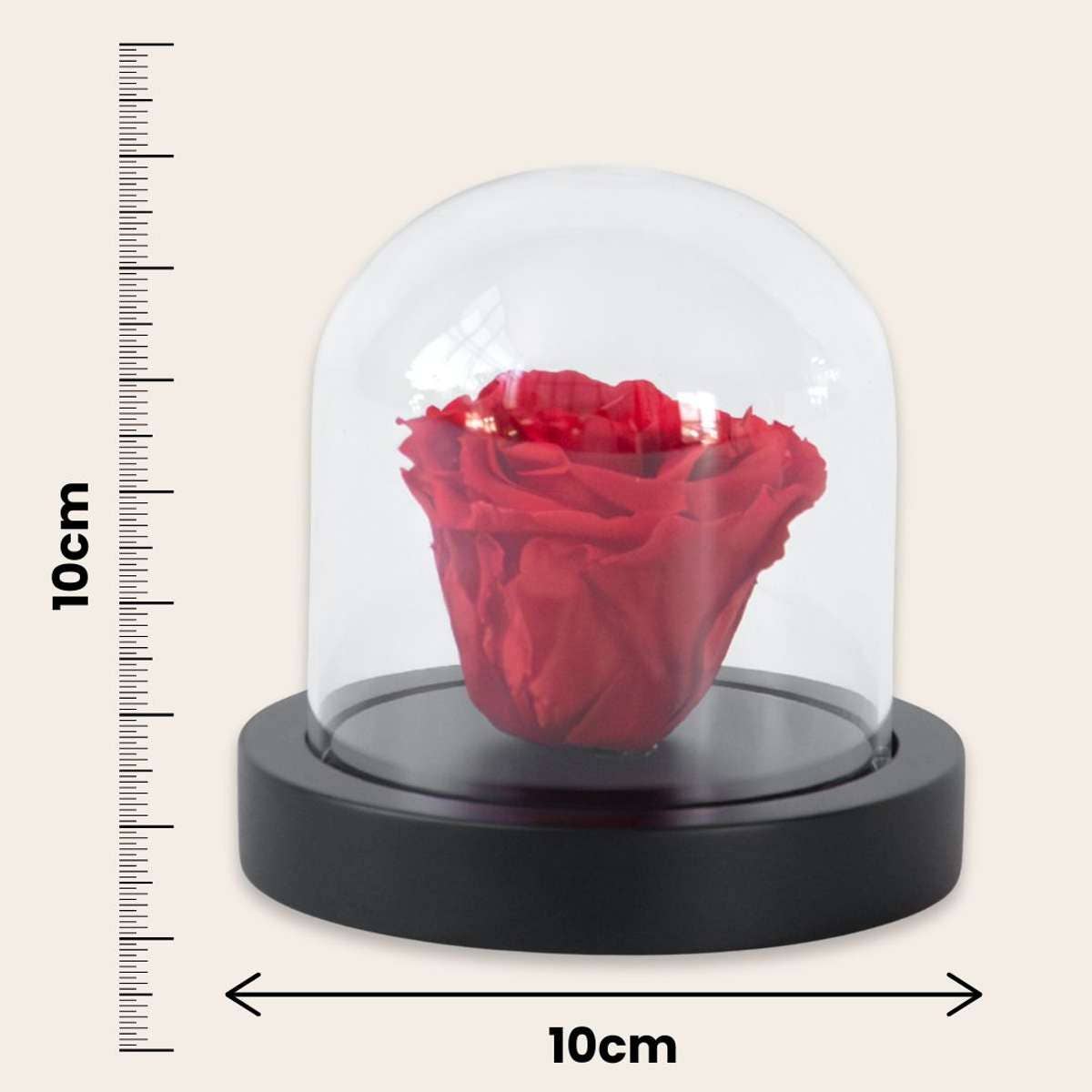 Oasis of Life - Wholesale Artificial Flowers - Eternal Red Rose under Glass Dome – Real Preserved Rose – Luxurious Gift for Women & Men – Lasts up to 3 Years – Love, Romance & Decoration – In Glass Cover with Wooden Base2