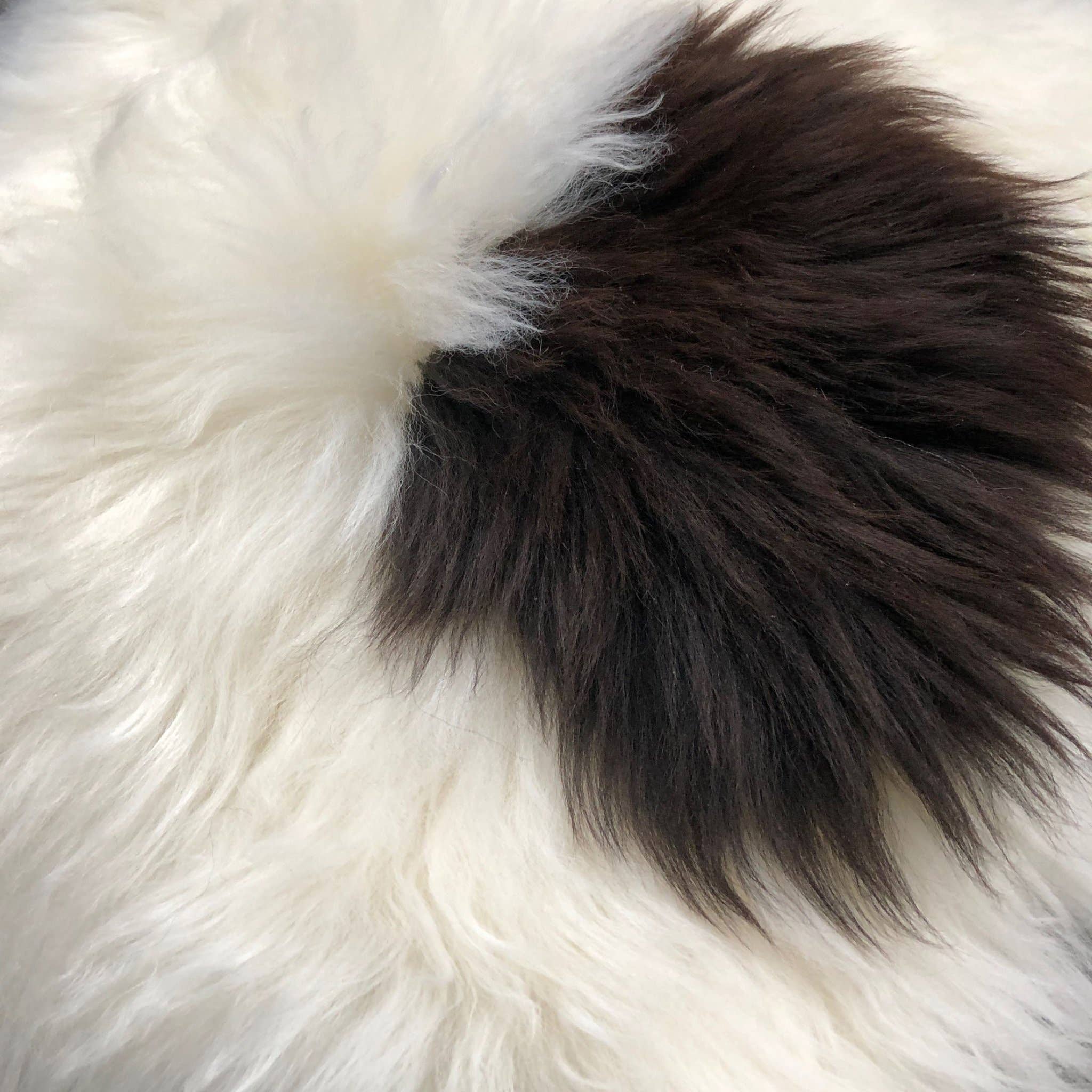 Wildash London – Großhandel Stuhlkissen – 100 % echtes Schaffell Sitzkissen, cremefarben mit dunkelbraunem Akzent11