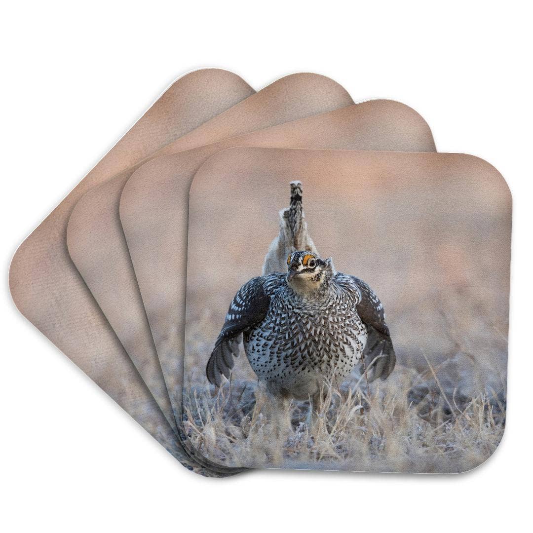 3dRose - Wholesale Coasters - 3dRose, Sharp-tailed grouse claiming lek territory, Coaster7