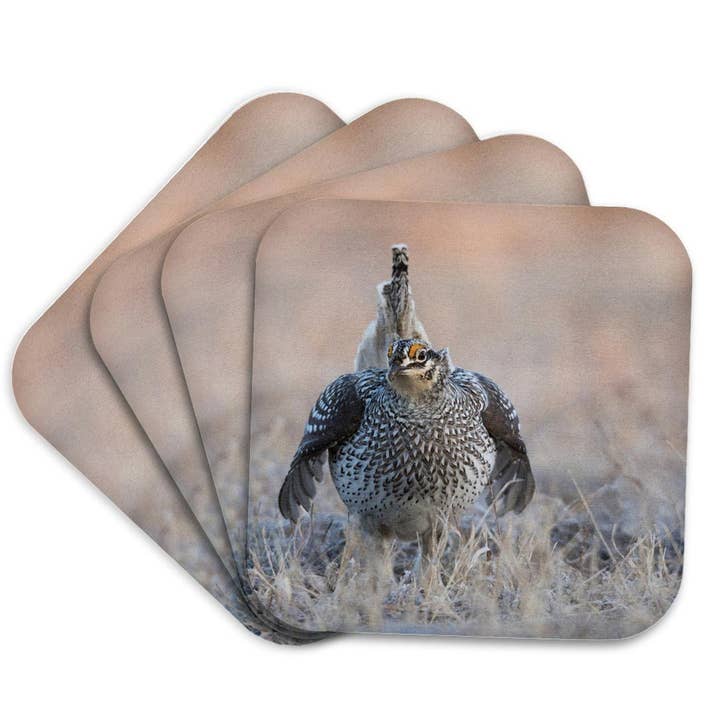 3dRose - Wholesale Coasters - 3dRose, Sharp-tailed grouse claiming lek territory, Coaster7
