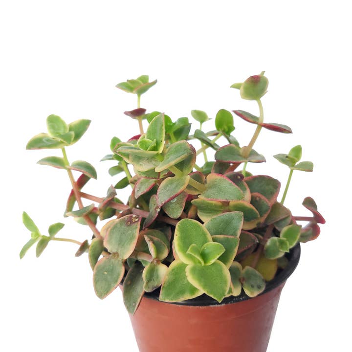 Best Plant Friend - Wholesale Succulent - Calico Kitten Crassula pellucida f. variegata 2/4/6in