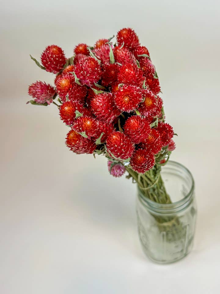 Red Globe Amaranth - Naturally Dried Flowers for wholesale by Lovejoy Farms Premium Dried Flowers